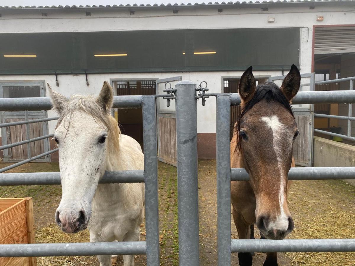 Equi-Art Reitanlage Hotel Schwall Buitenkant foto