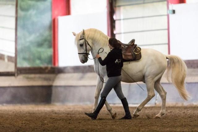 Equi-Art Reitanlage Hotel Schwall Buitenkant foto